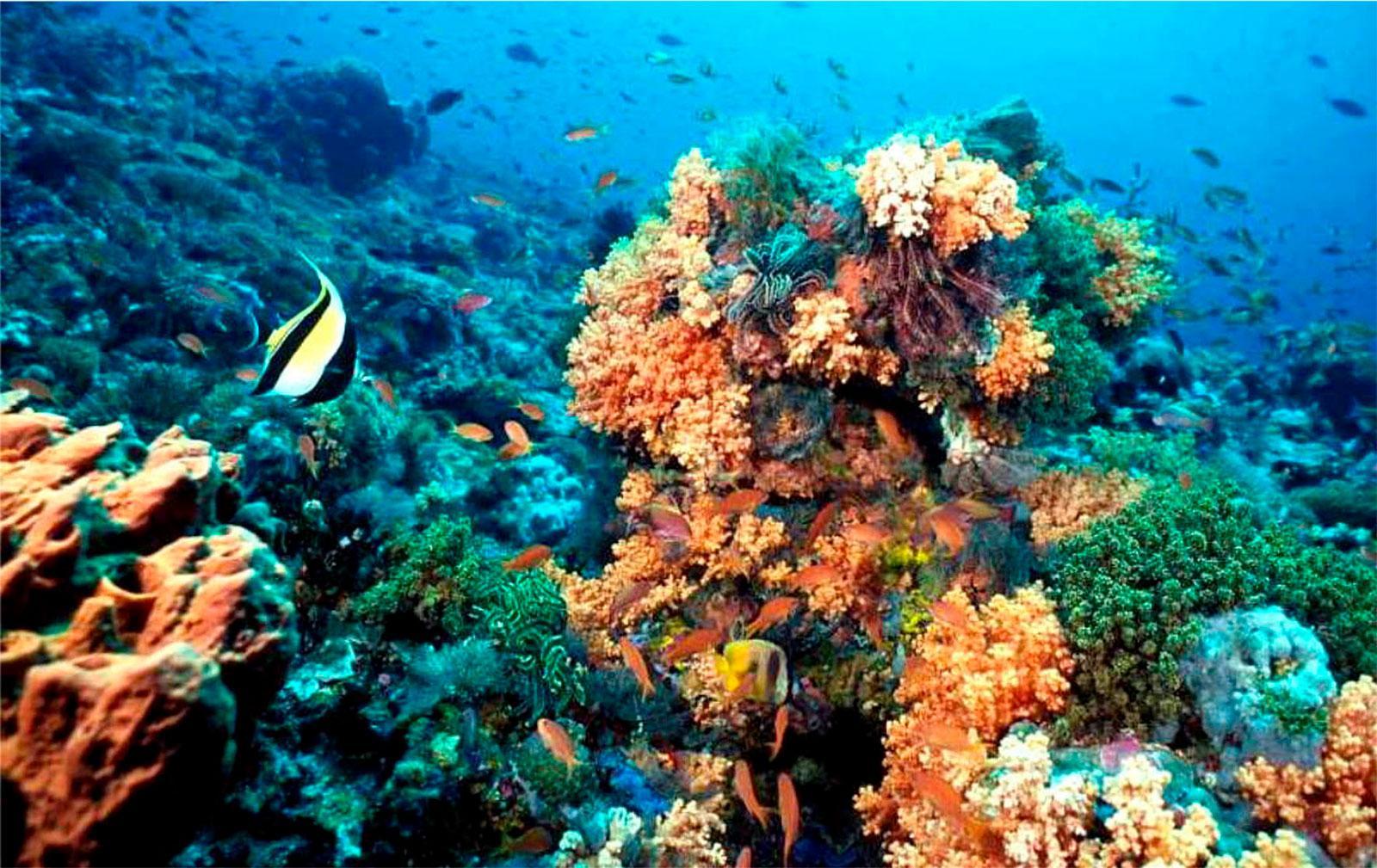 Are There Sharks in Puerto Morelos
