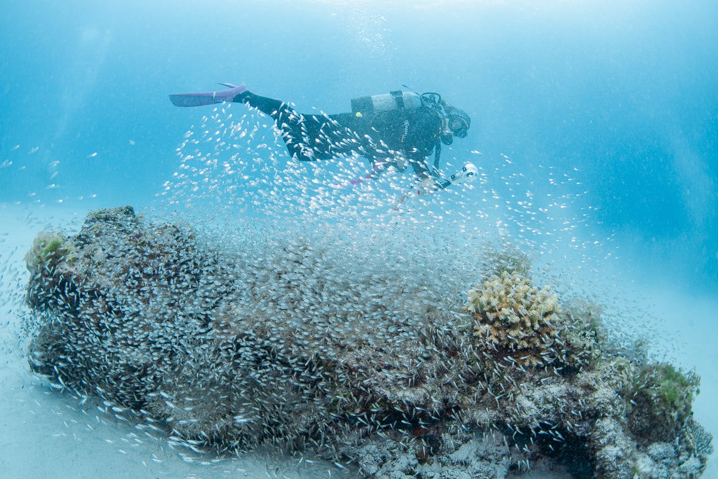 Kerama Islands National Park Diving