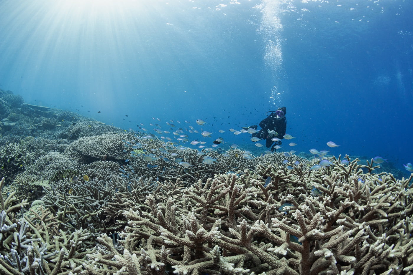 Kerama Islands Dive Sites