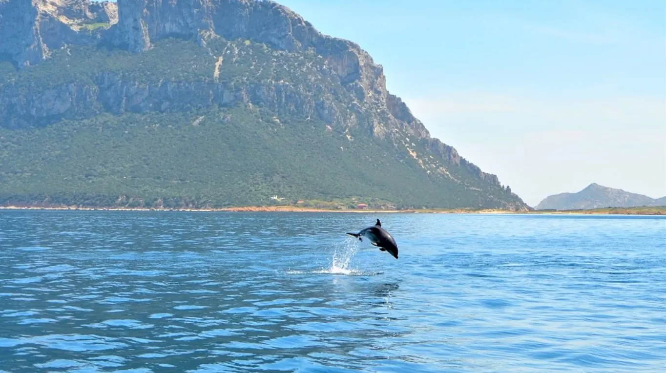 Where to See Dolphins in Sardinia