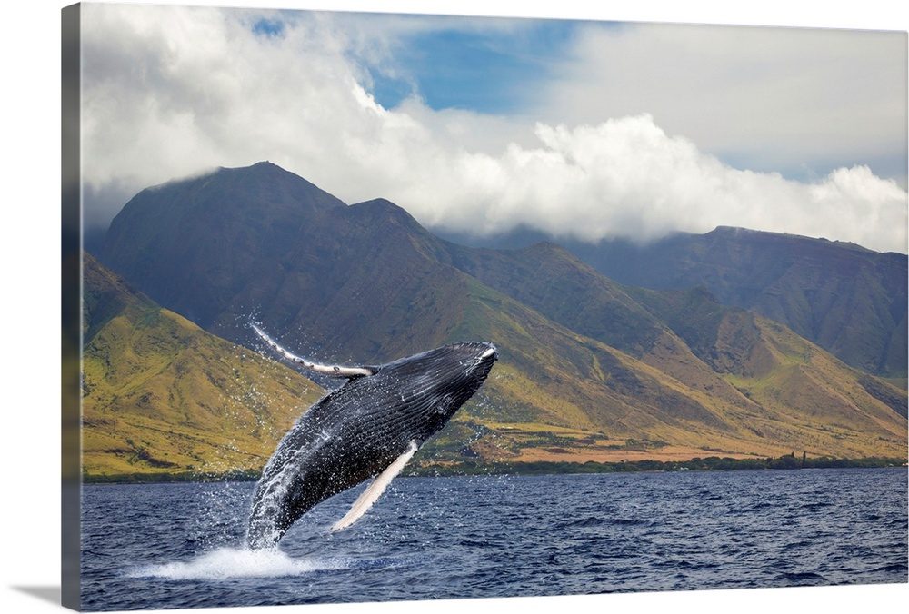 What Is Whale Watching Season in Maui