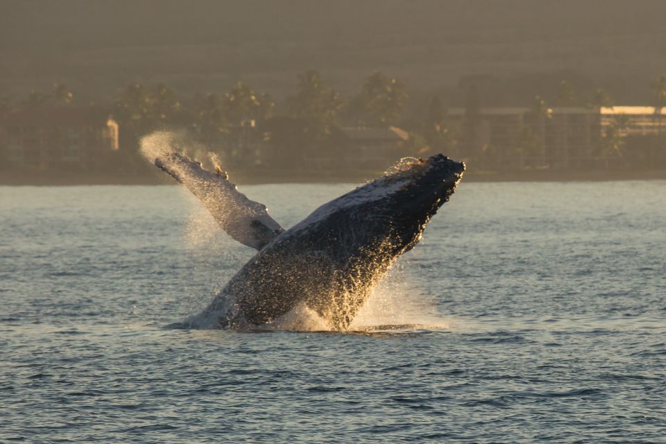 What Time Is the Best for Whale Watching