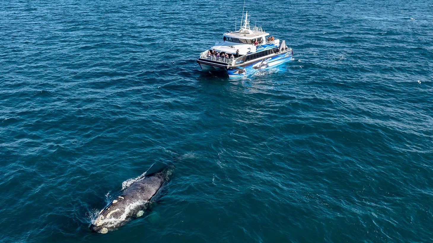 Augusta Whale Watching Review