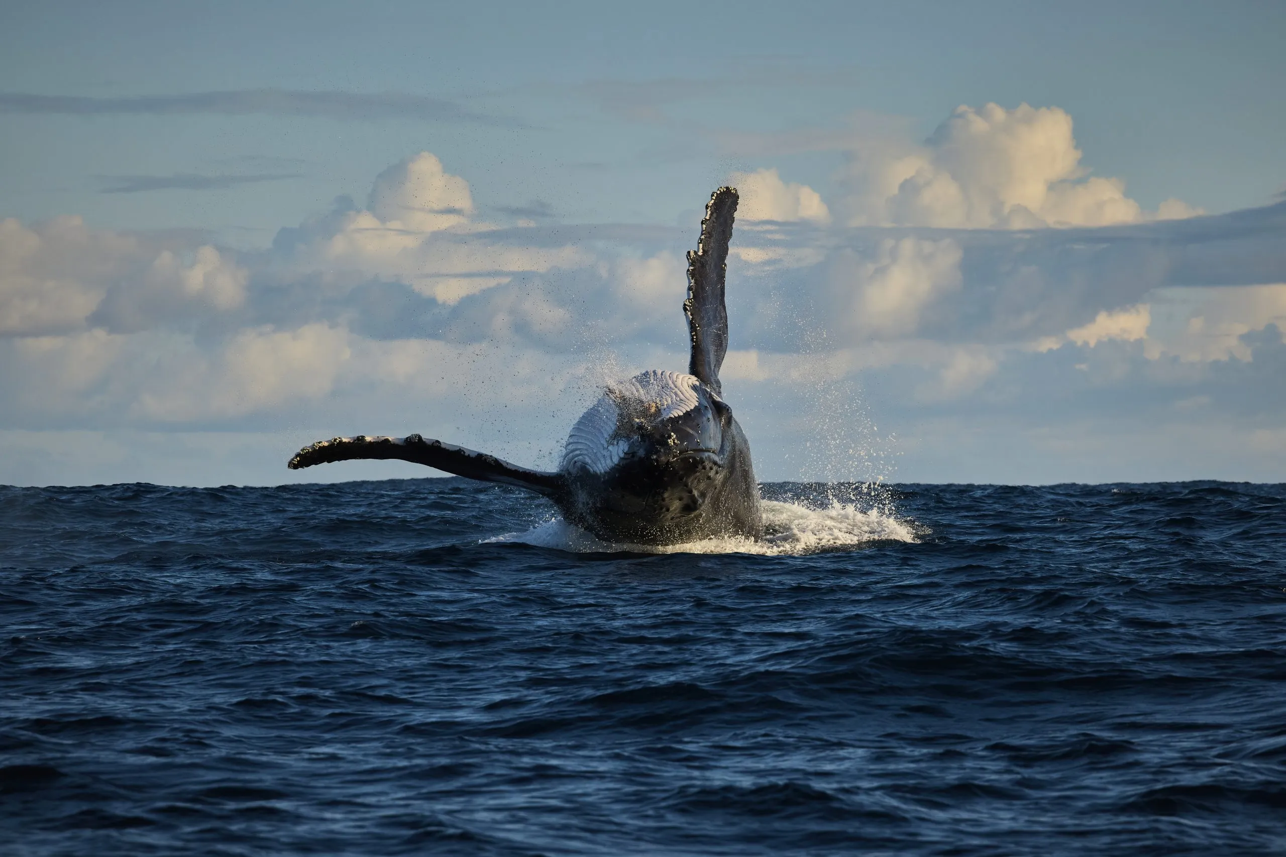 Augusta Whale Watching Season