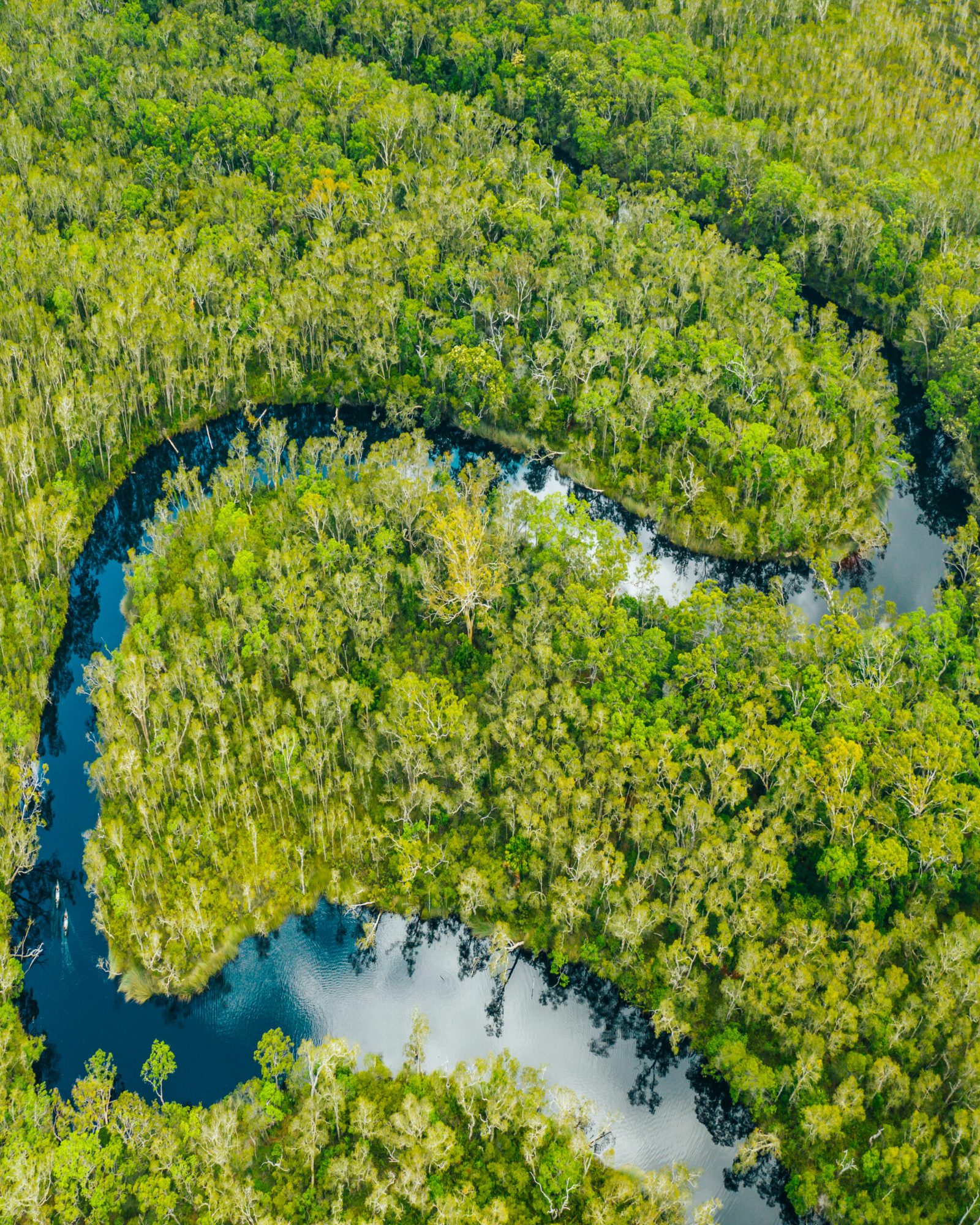 Are There Crocodiles in the Noosa Everglades