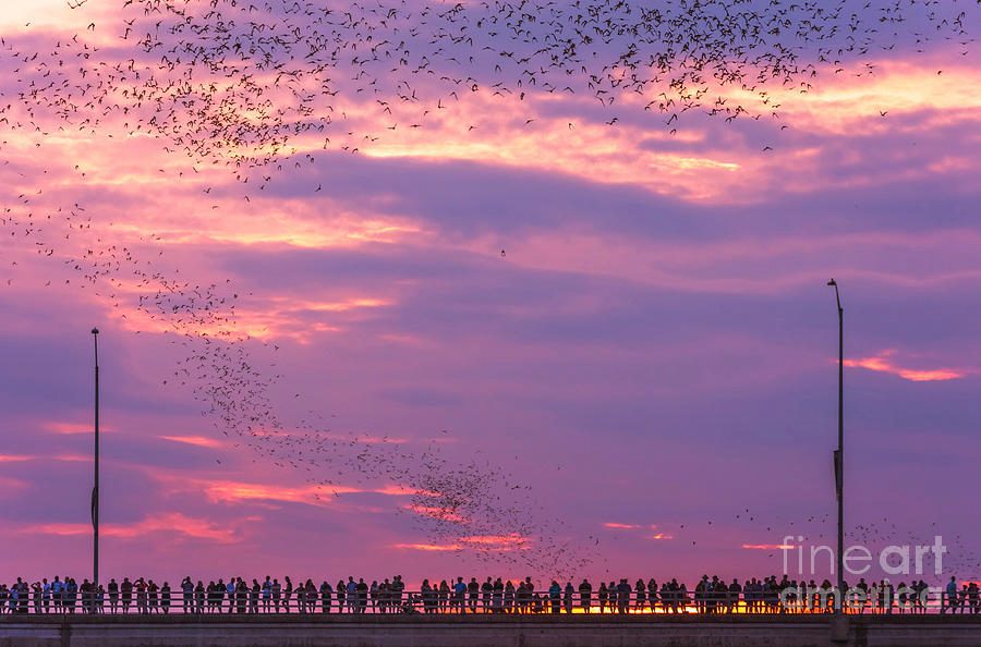 When to See the Bats in Austin