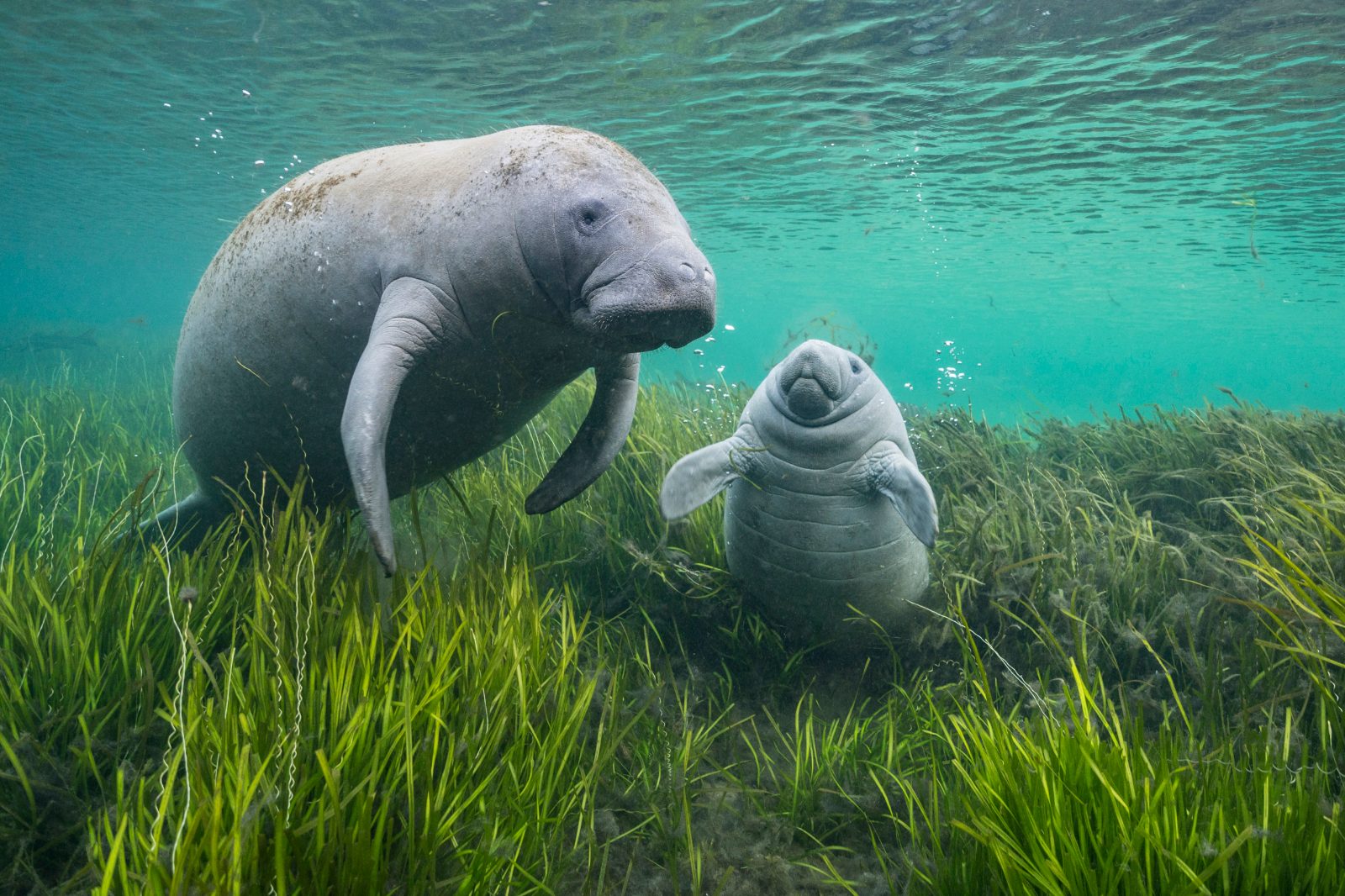 Can You See Manatees in Florida in June