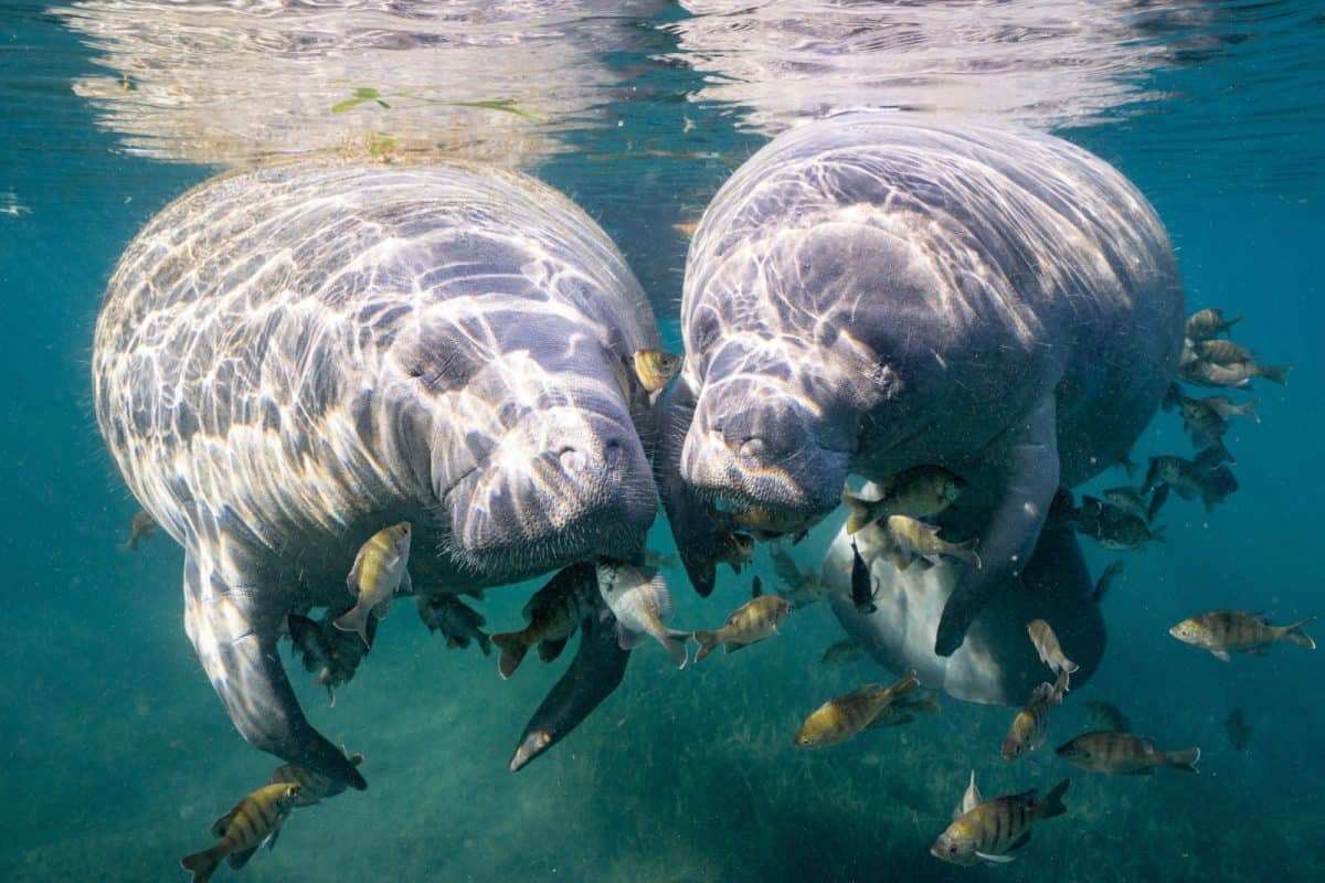 Best Manatee Tour Naples Florida