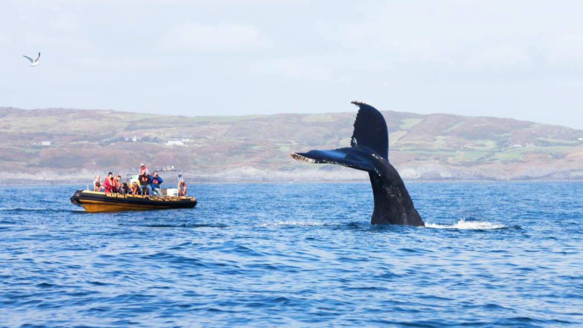 Cork Whale Watching Season