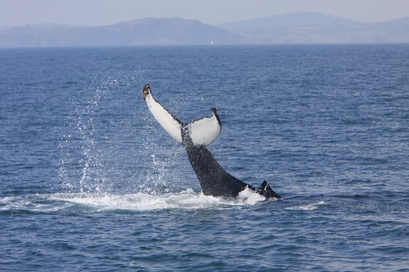 Whale Watching Cork Best Time