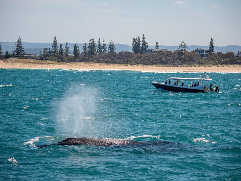 Whale Watching Mooloolaba Wharf