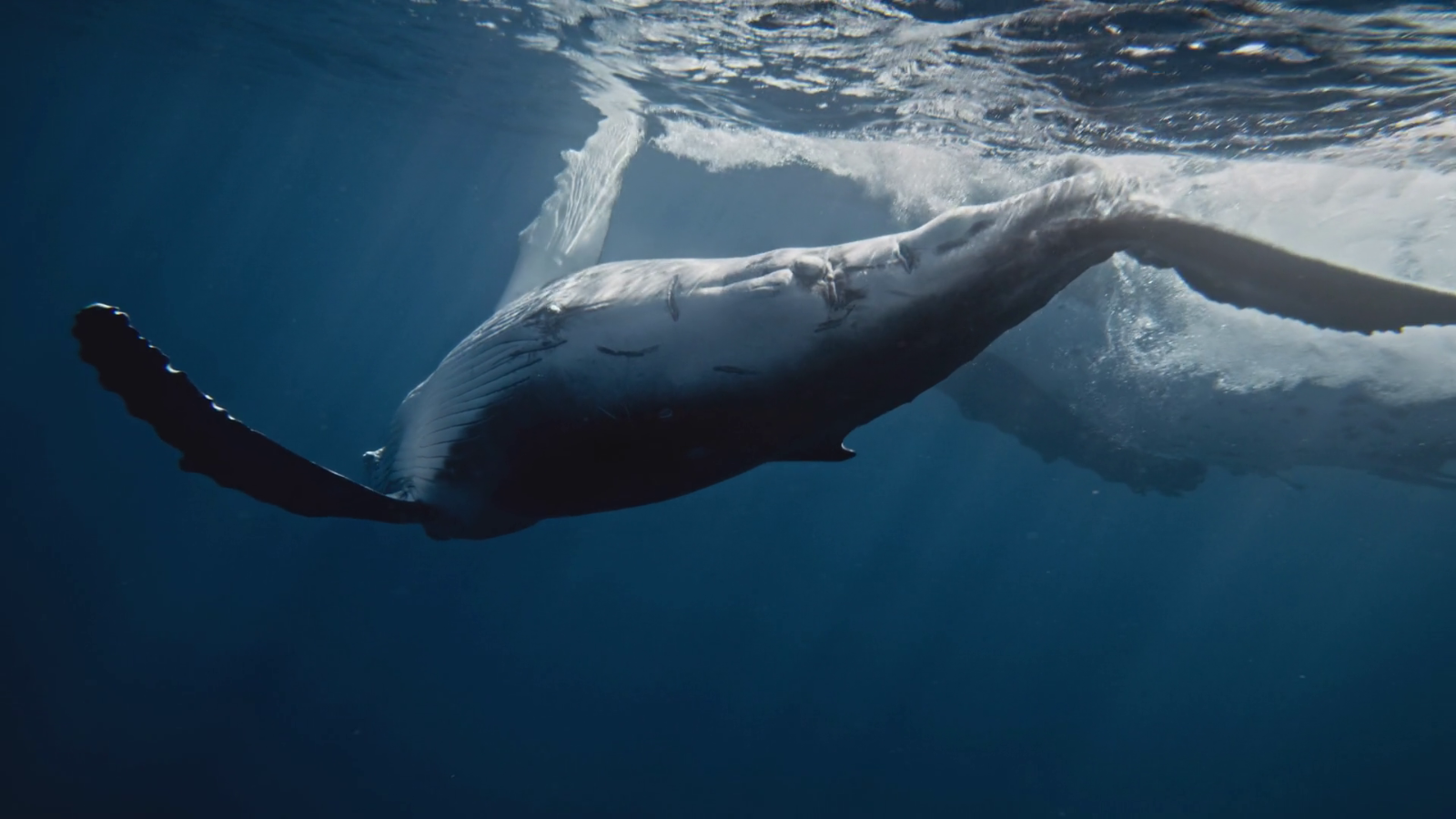 Pectoral Fin Slapping