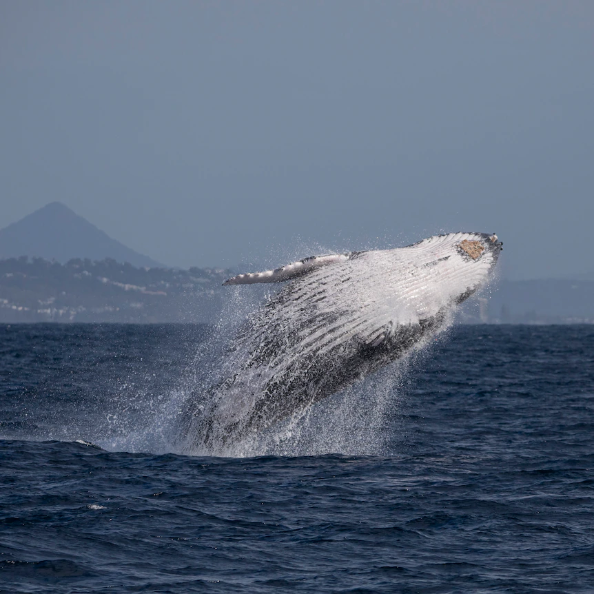 Mooloolaba Whale Watching Experience