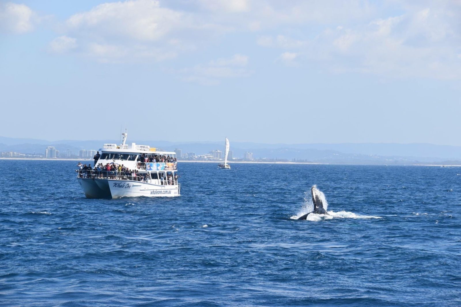 Whale Watching Mooloolaba Reviews