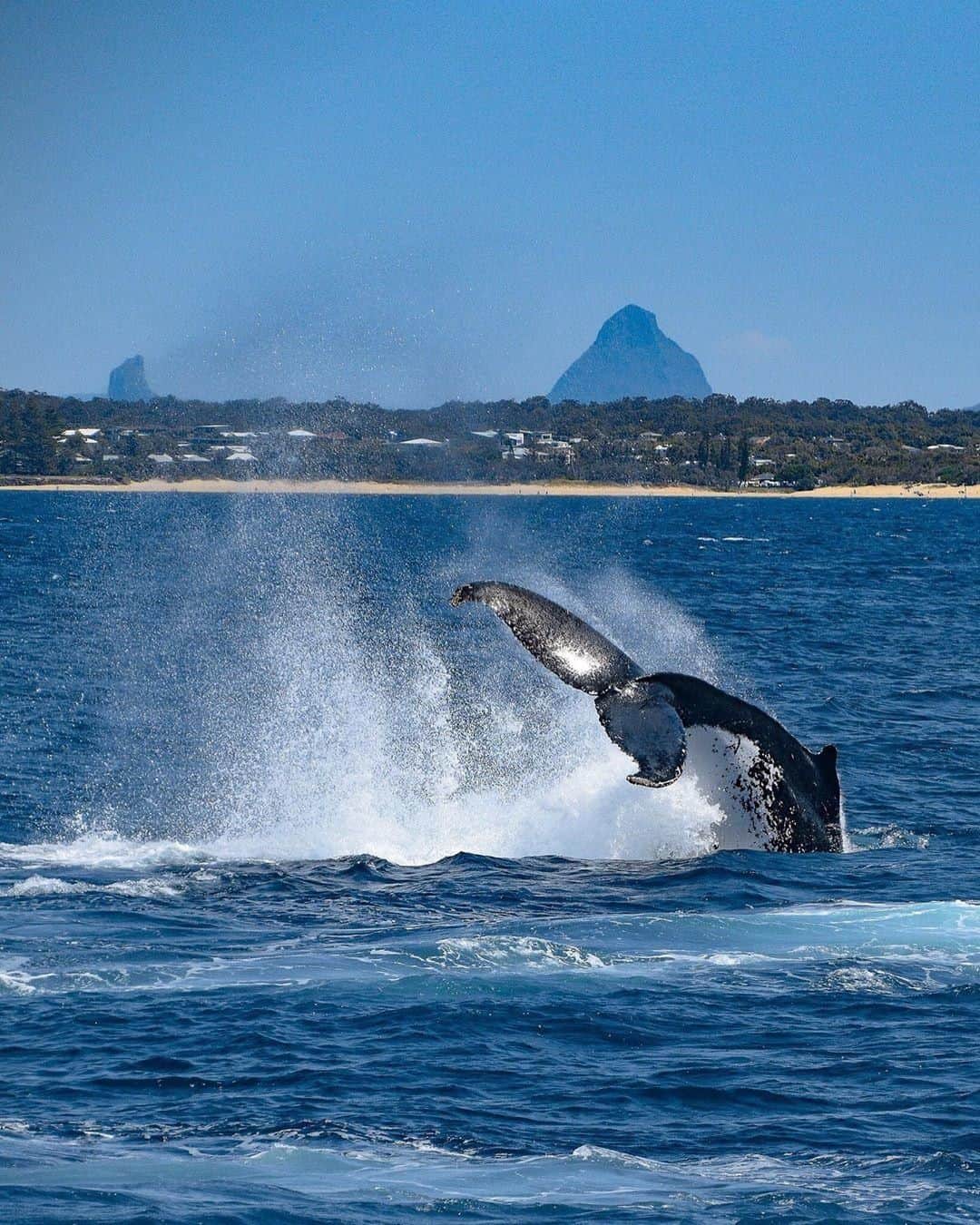 Mooloolaba Whale Watching Season