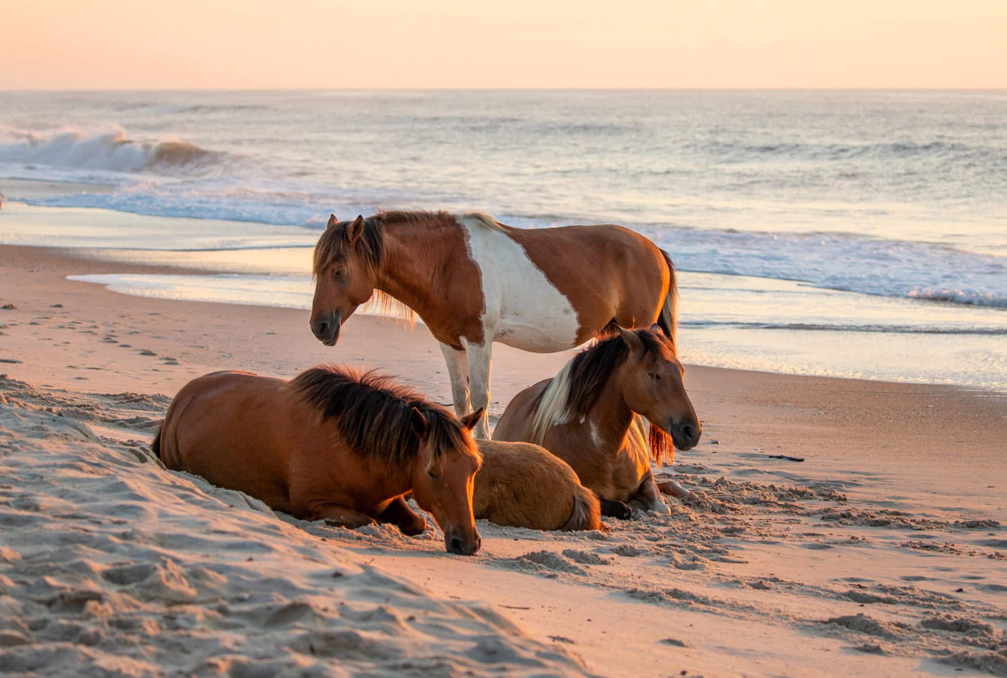 Can You Visit Assateague Island