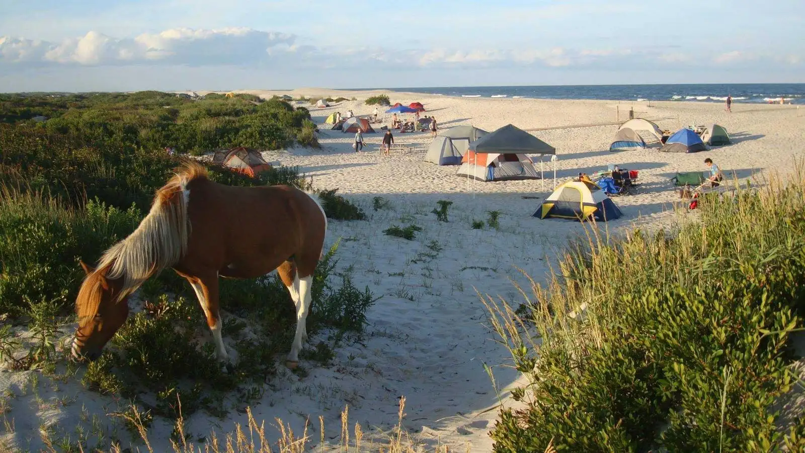 Can You Stay on Assateague Island
