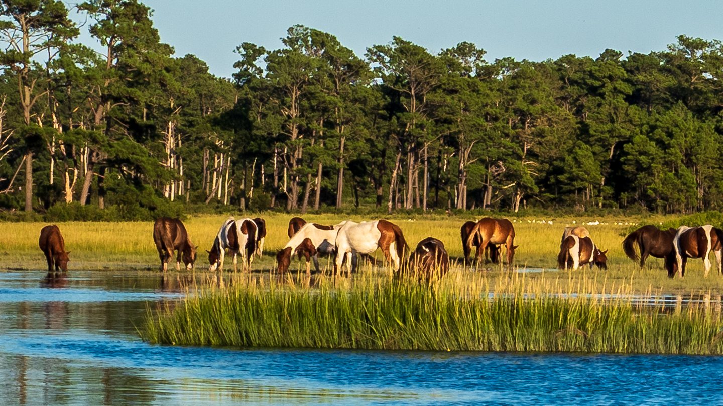 Chincoteague, VA