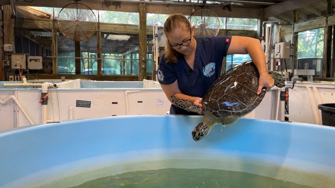 Área de Reabilitação de Tartarugas Marinhas