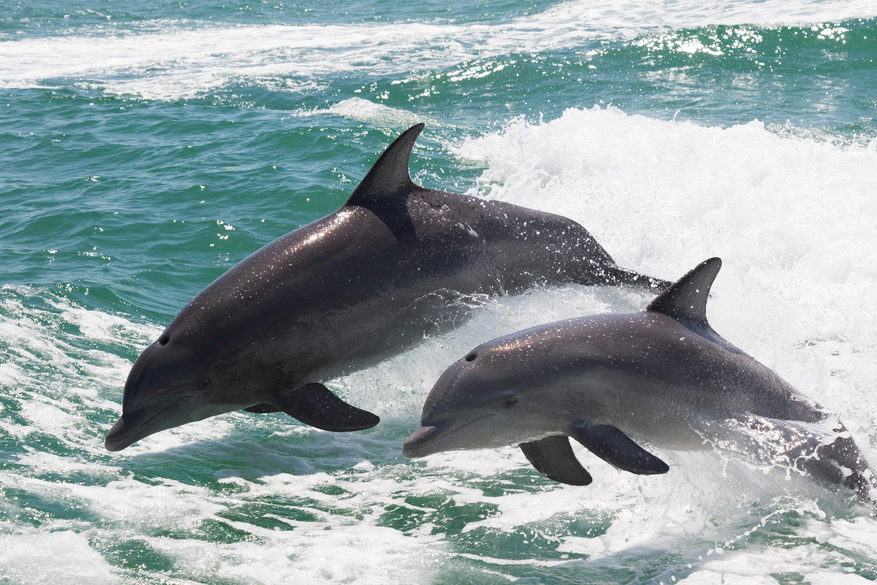 Existem golfinhos em Clearwater, Flórida?