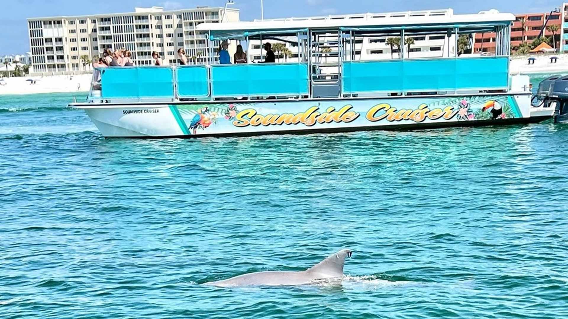 Melhor cruzeiro de golfinhos em Clearwater
