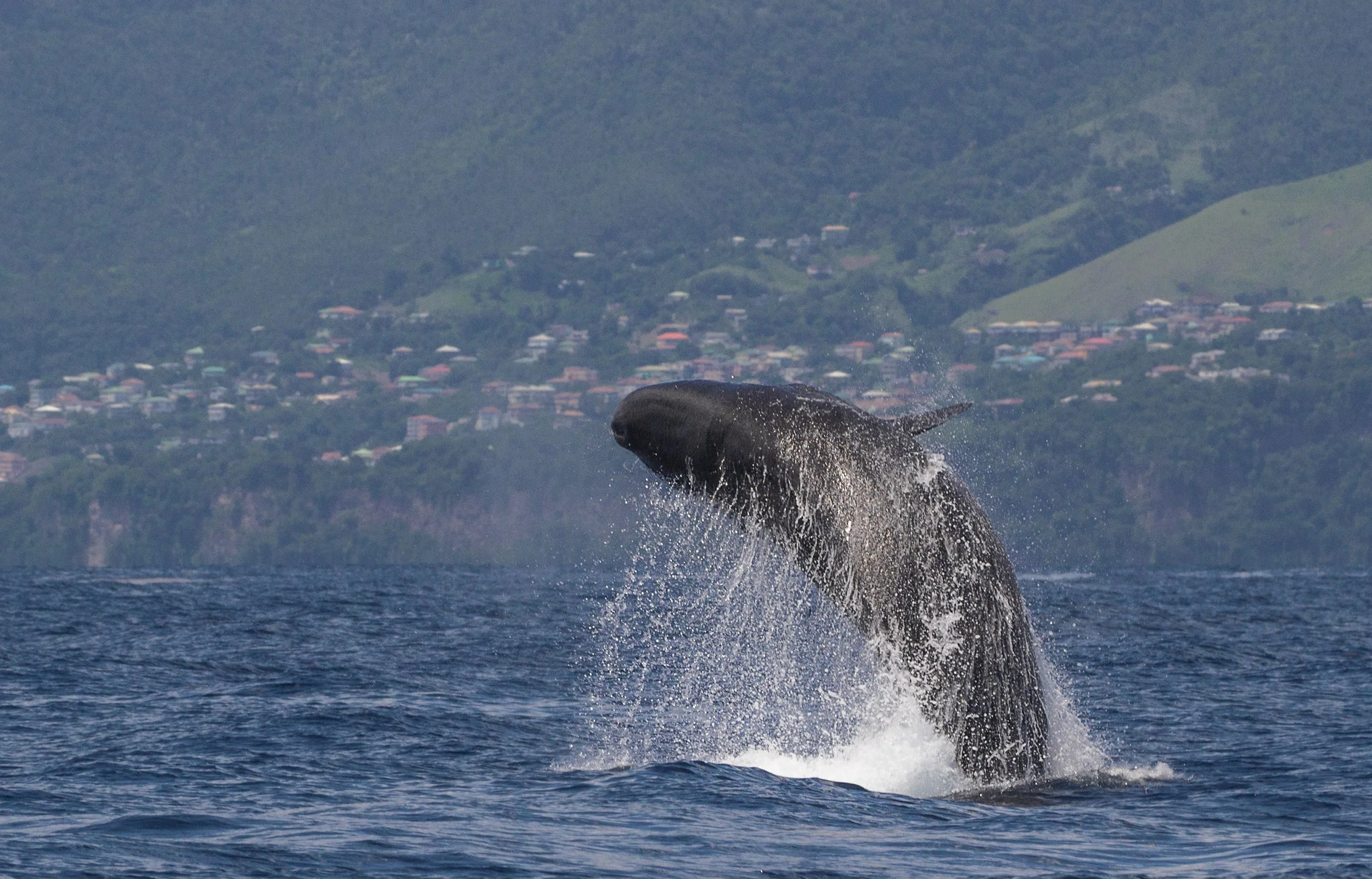 Dominica Whale Watching Prices