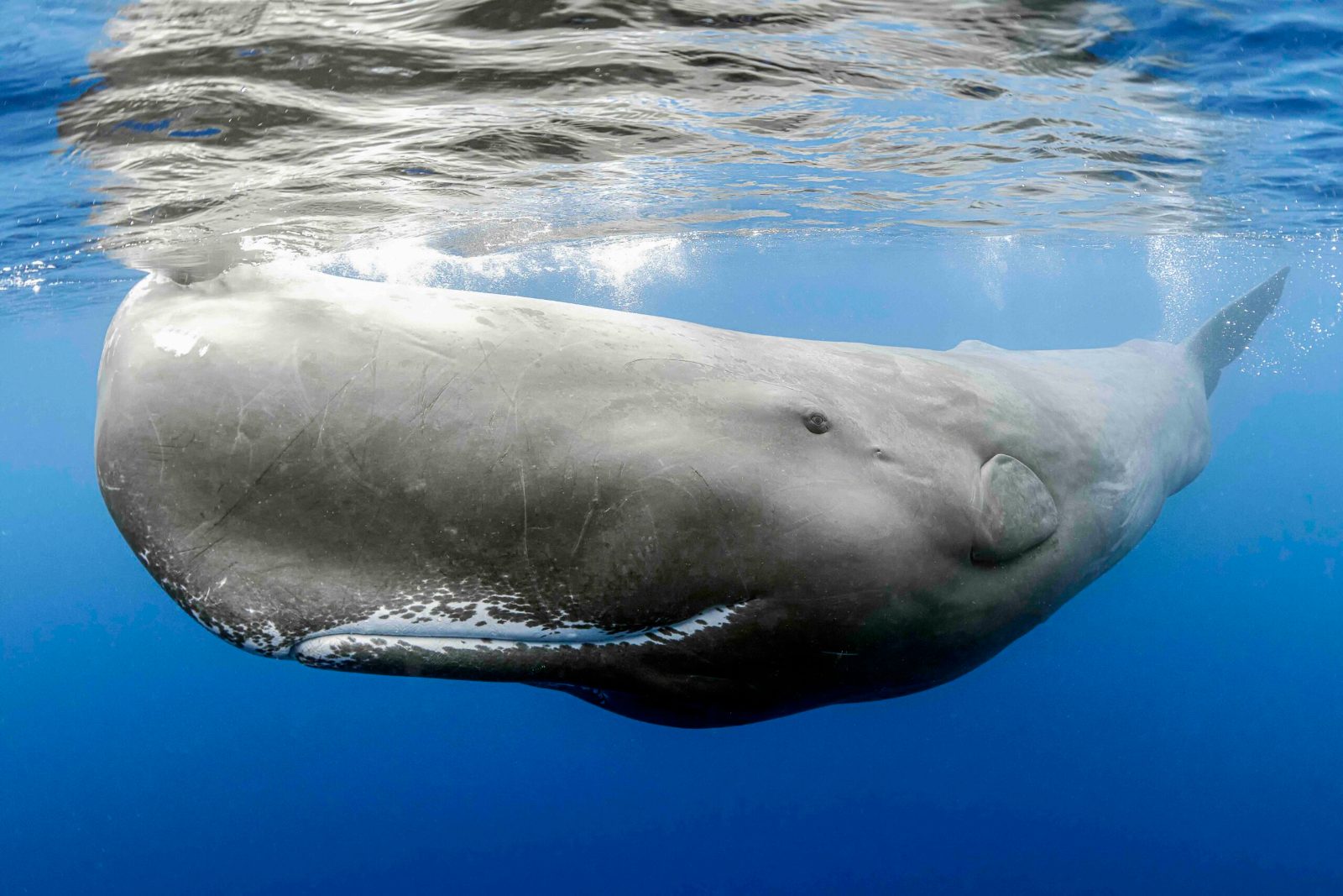 Dominica Whale Watching Season