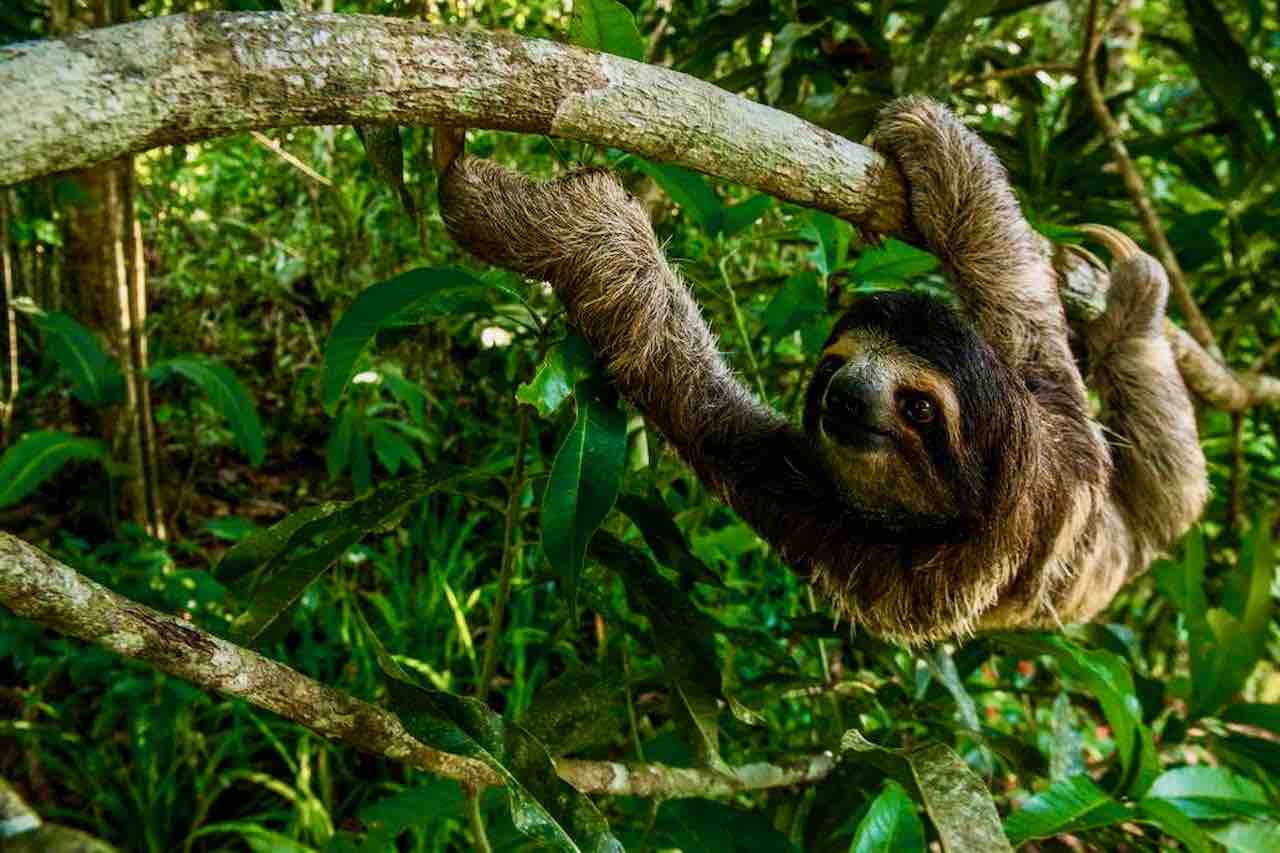 Sloth Sanctuary Panama City