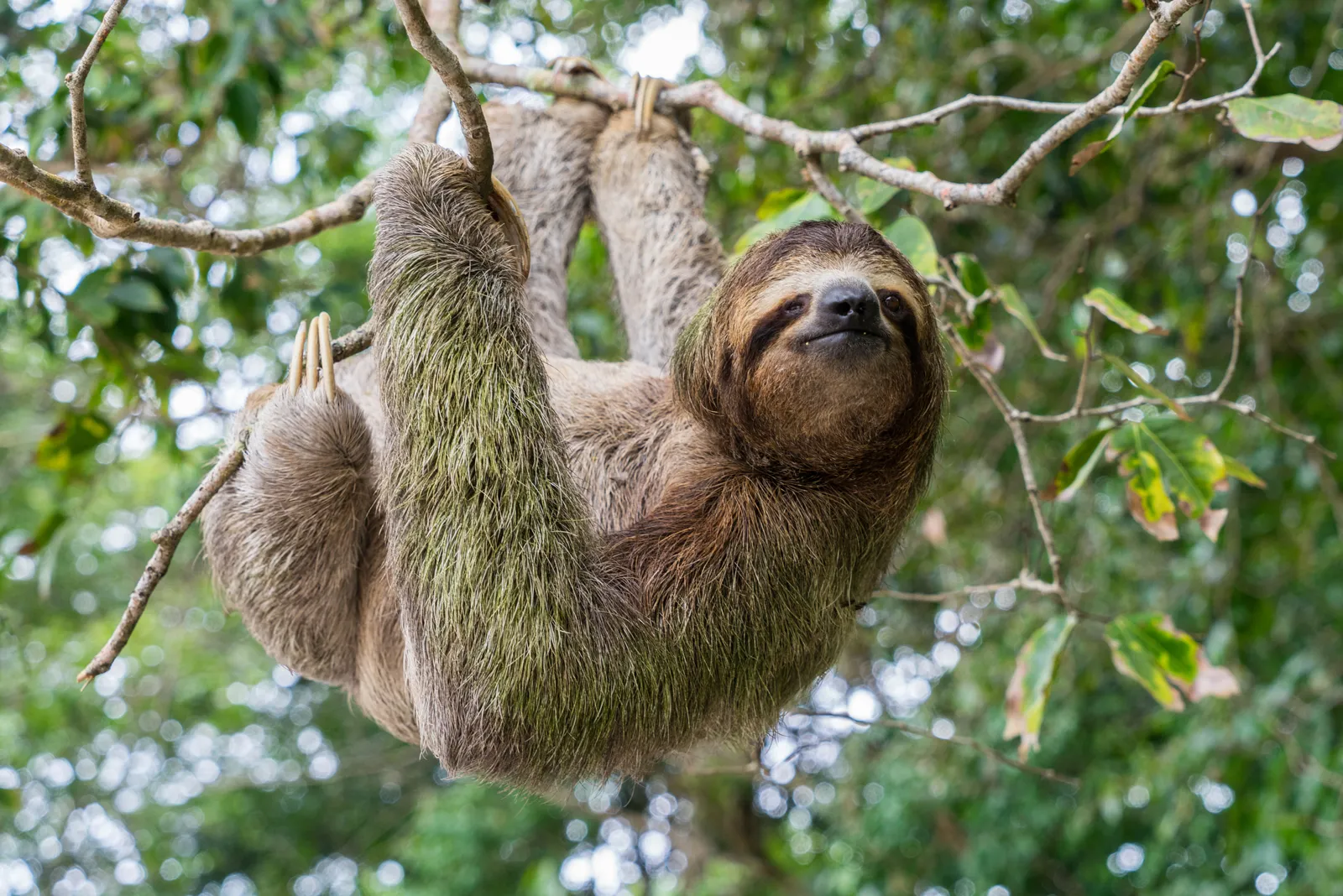 Are There Sloths in Panama