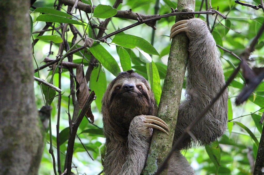 Sloth Sanctuary Panama Price