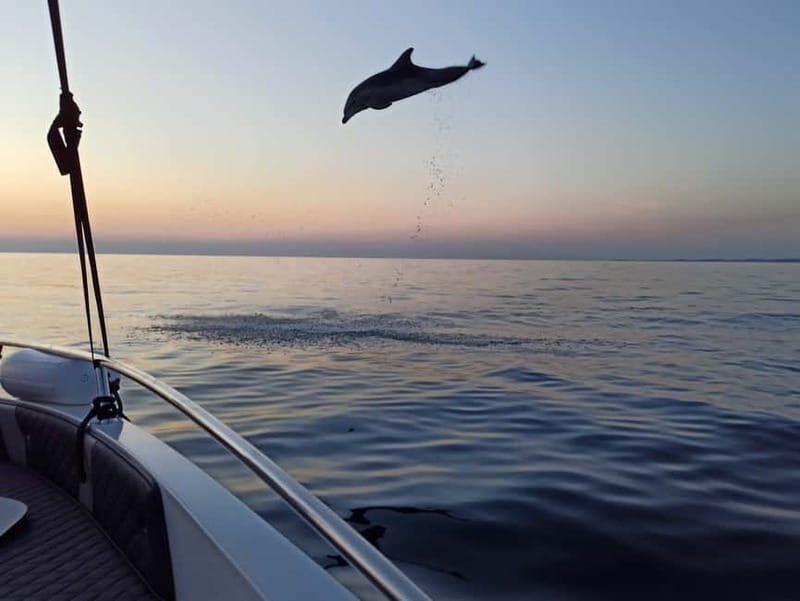 Rovinj Dolphin Excursion Reviews