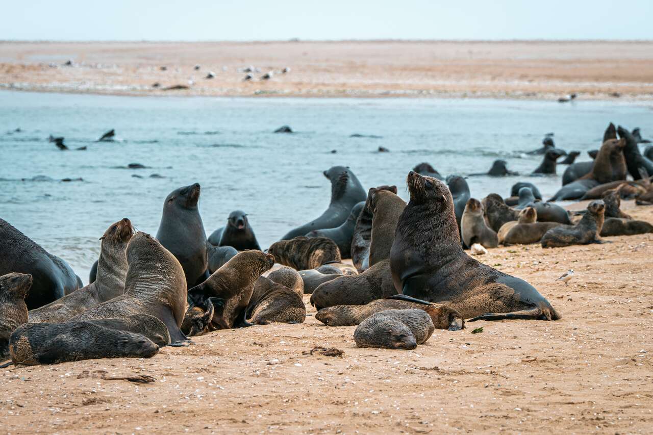 Seal Colony Shoreline