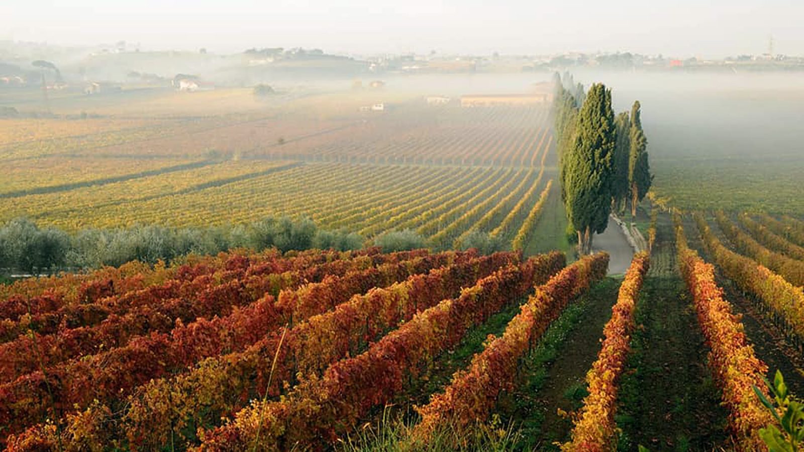 What Type of Wine Is Frascati