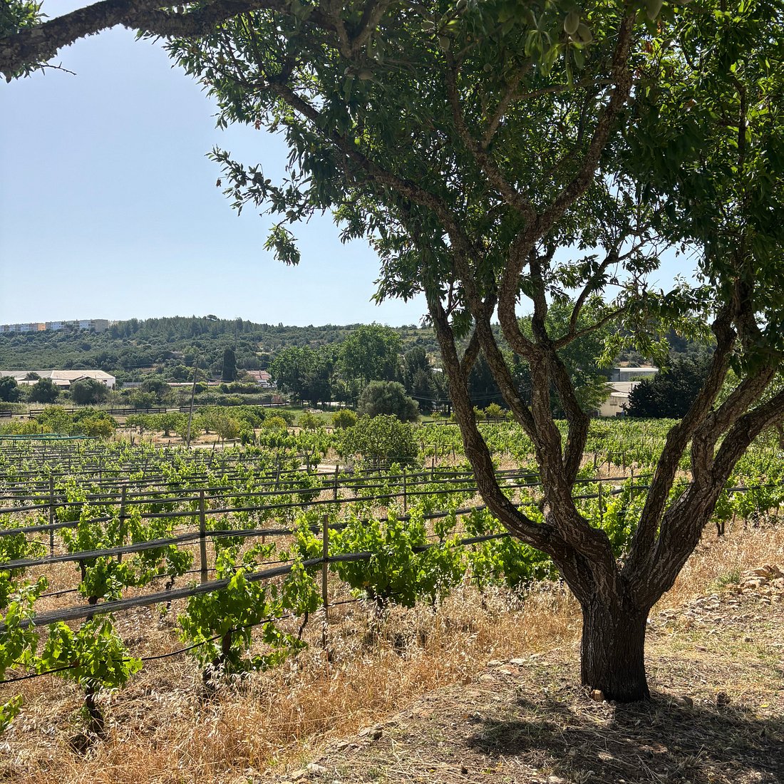 Wine Tasting Tour Lagos Portugal