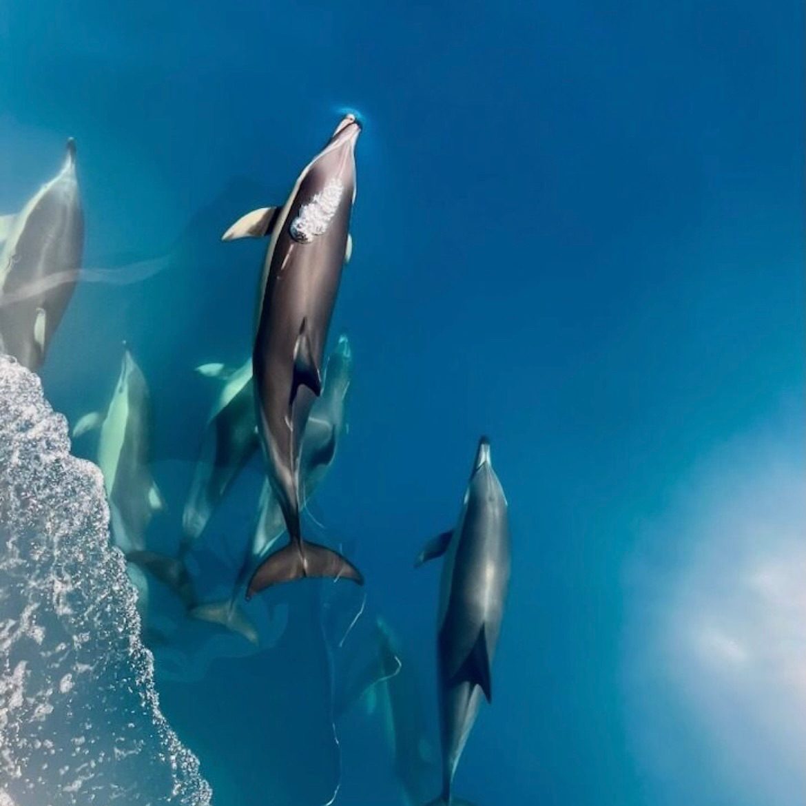 How Much Are Dolphin Tours