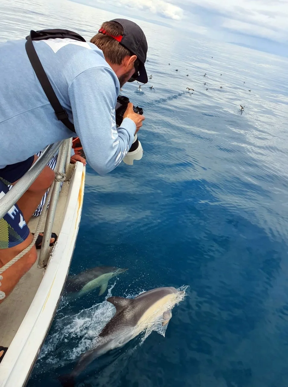 Can You Swim With Dolphins in New Zealand