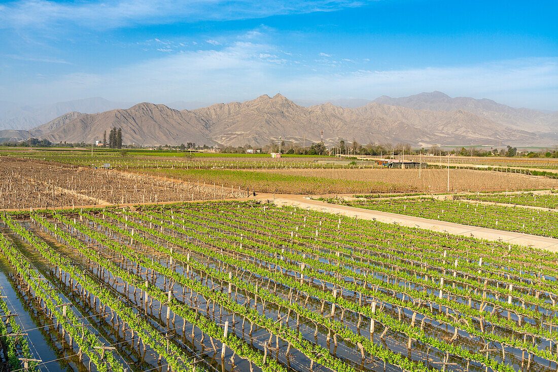 Tacama Winery