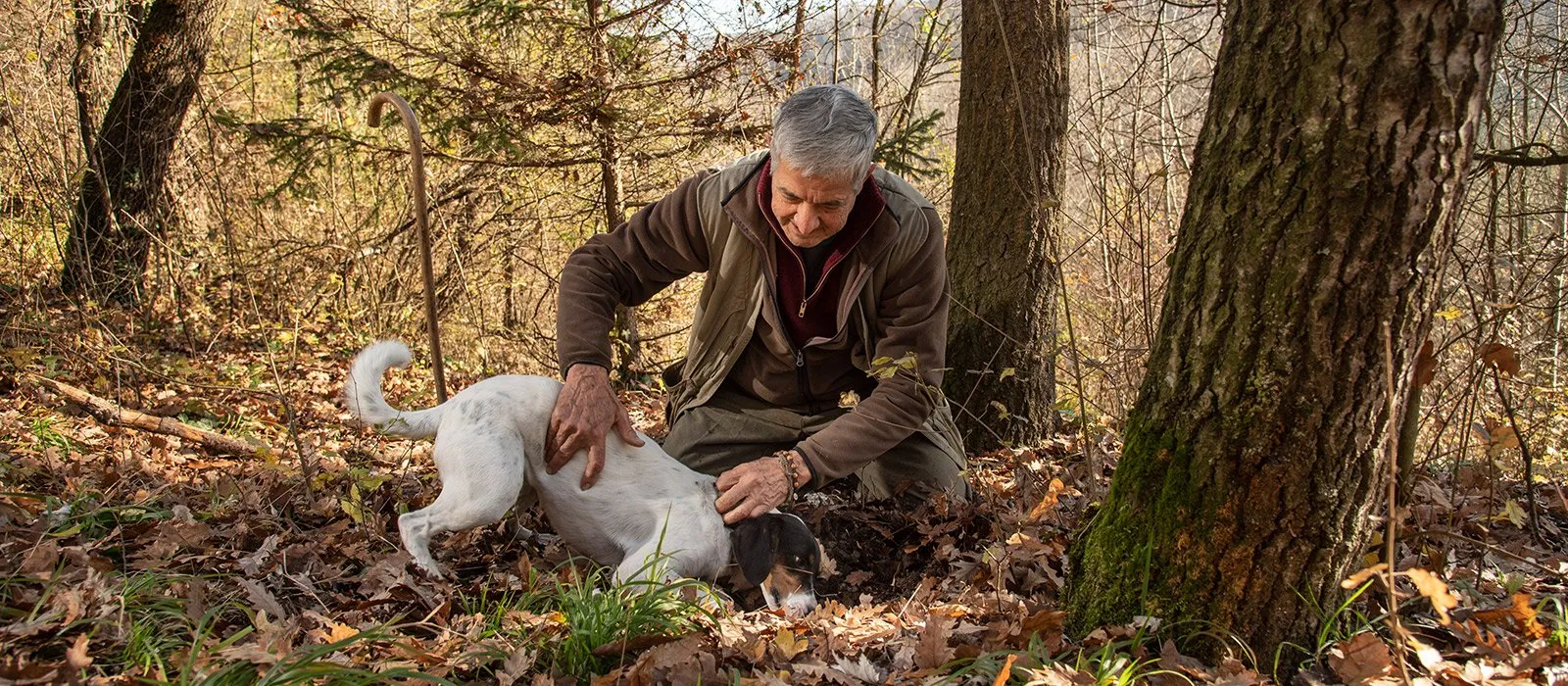 Truffle Hunting Alba Reviews