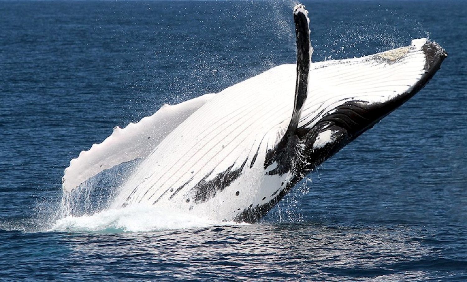 Whale Watching Near Brisbane
