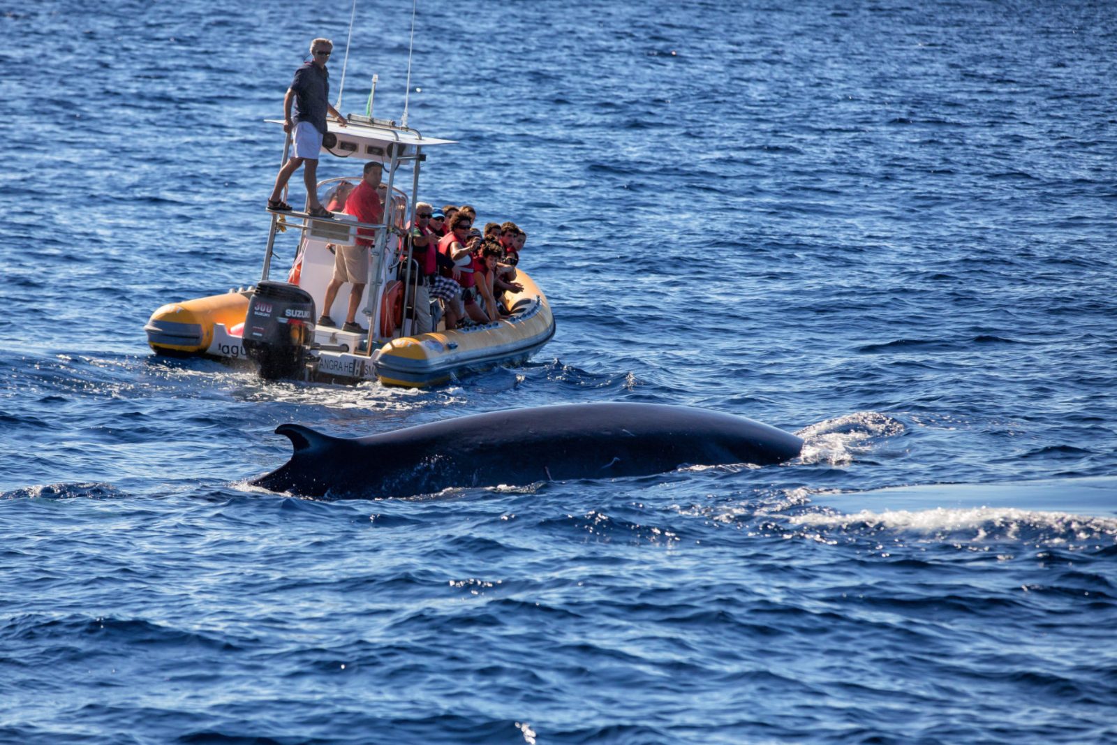 What Is the Best Time to See Whales