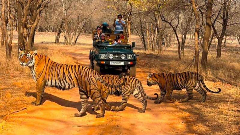 Ranthambore Safari Tours from Delhi