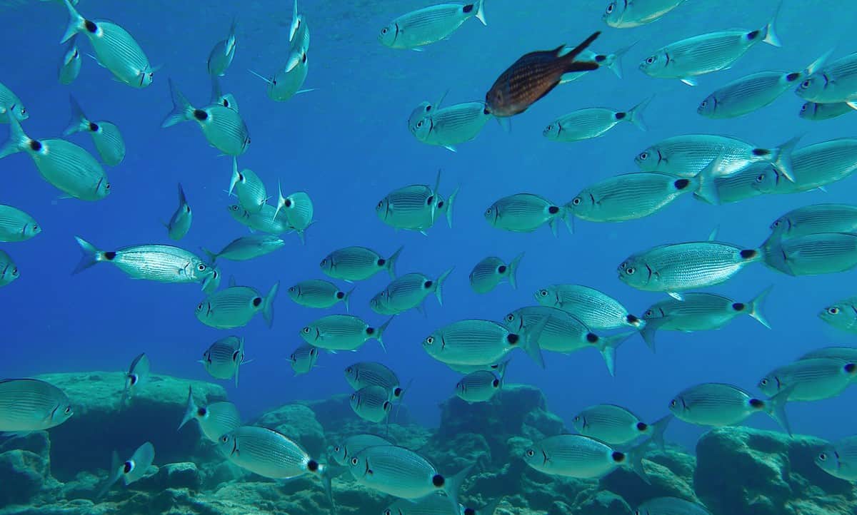 Paros Marine Life