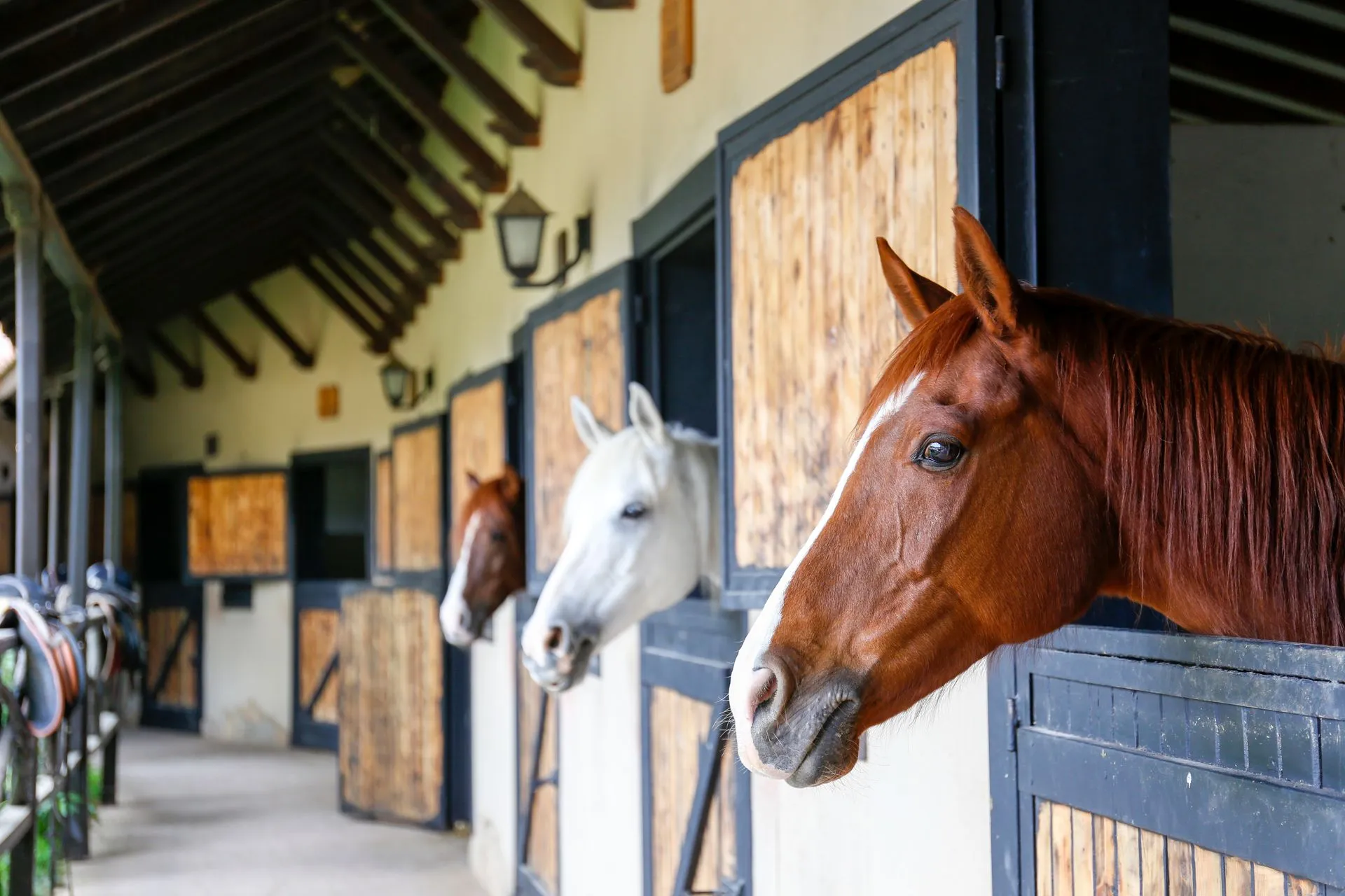 Stable Check-in