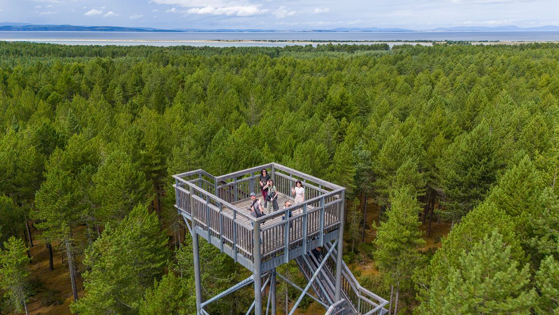 Forest Lookout