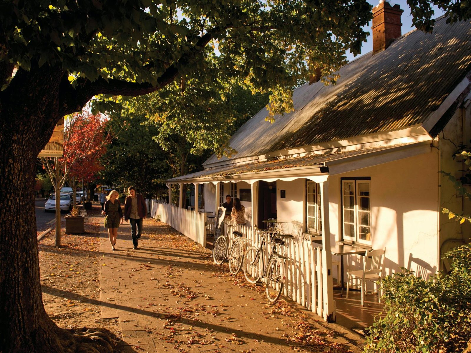 Main Street Elm Trees