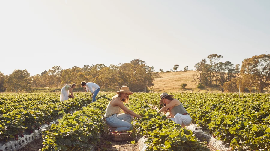 Beerenberg Farm