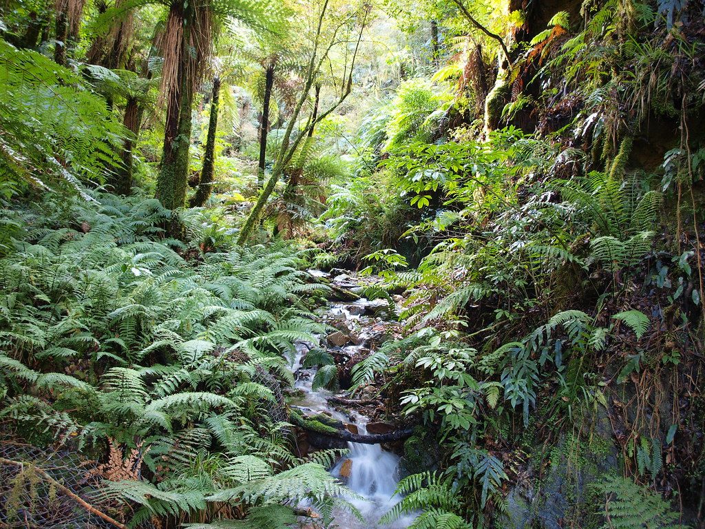 Native Bush Corridor