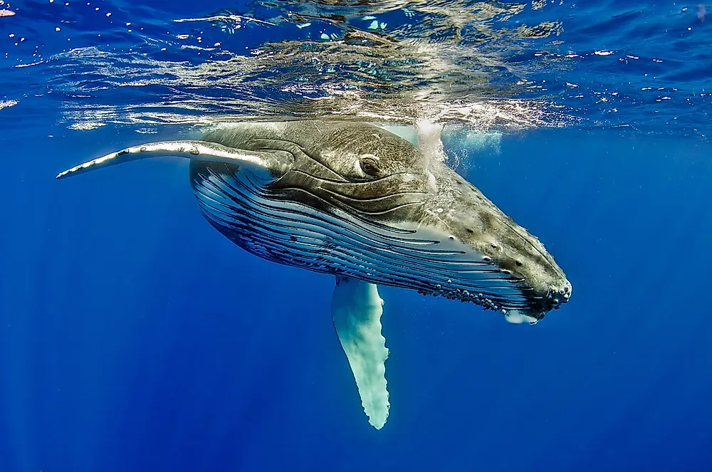 Marine Life