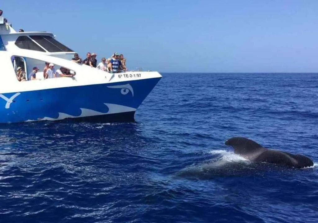 La Palma Boat Trips