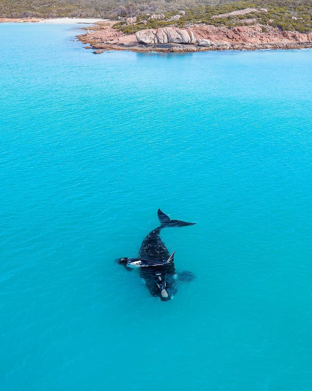 Dunsborough Whale Watching